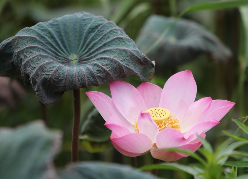 Lotus Position